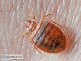 Pest Control Service in Gurgaon