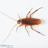 Best Cockroach Gel