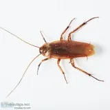 Best Cockroach Gel