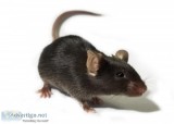 Rats Control Method