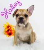 Hailey Female AKC French Bulldog
