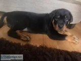 Akc rottweiler pup