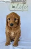 Snoopy Male Mini Goldendoodle