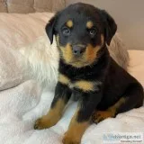 German rottweiler mankind close home puppies