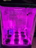 5x5X6.5 Grow Tent For HOUSEAPARTMENT