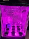 5x5X6.5 Grow Tent For HOUSEAPARTMENT