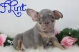 Flint Male AKC French Bulldog