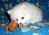 STUNNING POMERANIANS