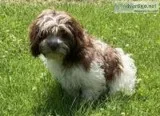 Arrow Male Cockapoo