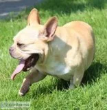 Cream Female AKC French Bulldog