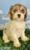 Jesse Female Cockapoo