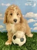Buddy Male Cavapoo