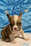 Zeus Male Frenchton