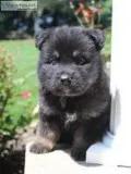 Freddy Male AKC German Shepherd