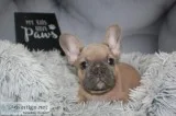 French Bulldog Puppies
