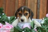Emma Female Beagle