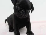 QualityAKc Registered Black Male