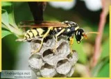 Wasp Pest Control in Atlanta