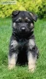 Sampson Male AKC German Shepherd