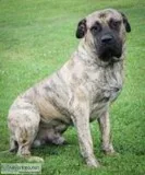 Duke Male Presa Canario