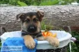 James Male AKC German Shepherd