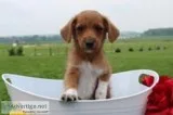 Abner Male Toy Fox Terrier Mix