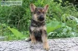 Josie Female AKC German Shepherd