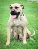 Mell Female Presa Canario