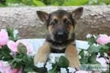 Jaycee Female AKC German Shepherd