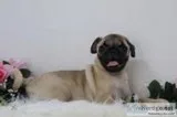 Mindy Female AKC Pug