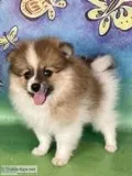 Jax Male Pomeranian