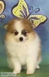 Jack Male Pomeranian