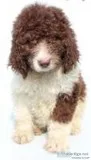 Mandy Female Newfypoo