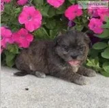 Toby Male Shihpoo