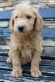 Gus Male Mini Goldendoodle