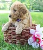 Lilac Female Mini Goldendoodle