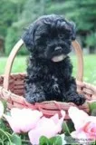 Roxy Female F1b Yorkiepoo