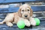 Jake Male Mini Goldendoodle