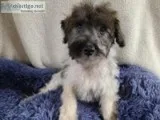 Juno Male Schnoodle