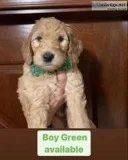 Green Boy Male F1b Goldendoodle