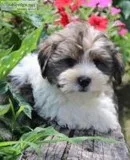 William Male Shorkie