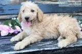 Sadie Female Mini Goldendoodle