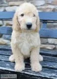 Bear Male Mini Goldendoodle