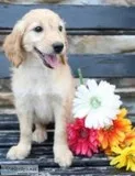 Betty Female Mini Goldendoodle