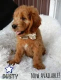Dusty Male F1b Mini Goldendoodle