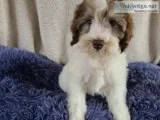 Jared Male Schnoodle