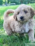 Lily Female Mini Goldendoodle