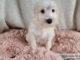 Juliet Female Schnoodle