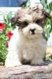 Willow Female Shorkie