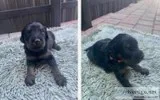 Phantom Male F2 Goldendoodle